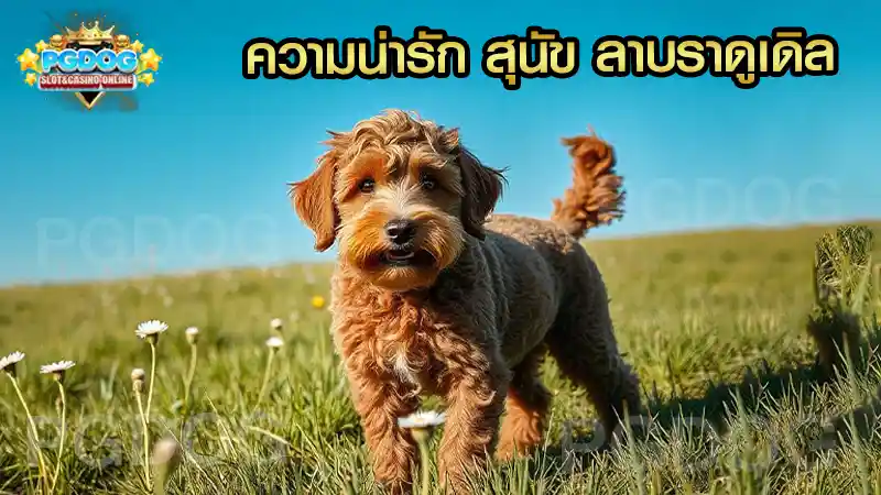 ความน่ารัก สุนัข ลาบราดูเดิล