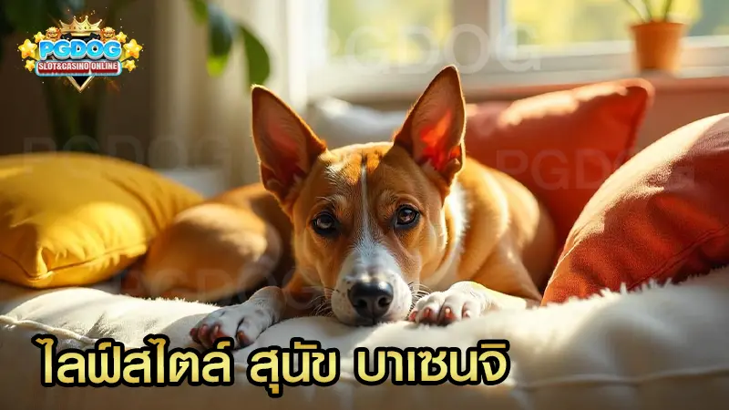 ไลฟ์สไตล์ สุนัข บาเซนจิ